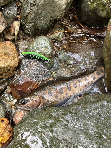 ヤマメの釣果