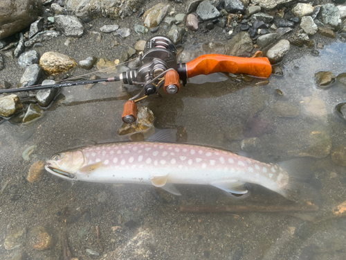 アメマスの釣果