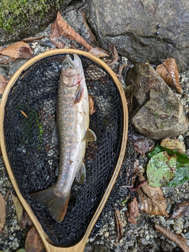 アマゴの釣果