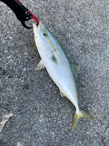 イナダの釣果