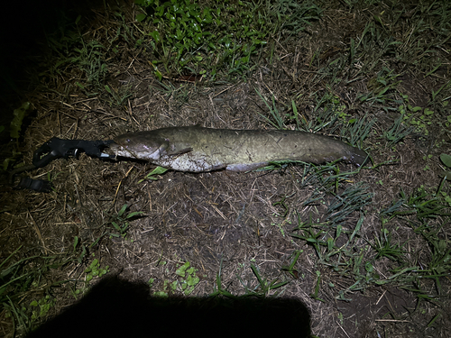 ニホンナマズの釣果