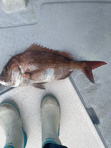 マダイの釣果