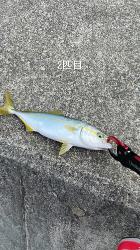 ワカシの釣果