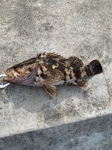 タケノコメバルの釣果