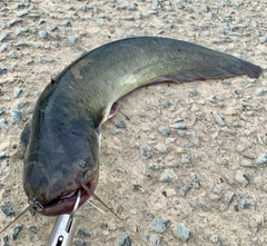 ナマズの釣果