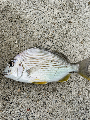 ヘダイの釣果