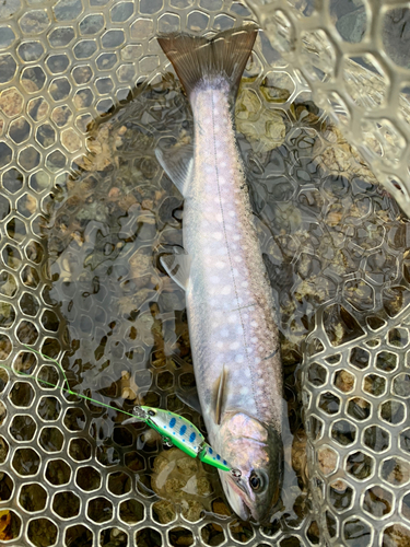 イワナの釣果