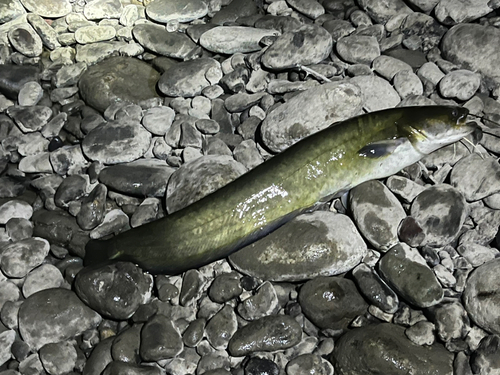 ナマズの釣果