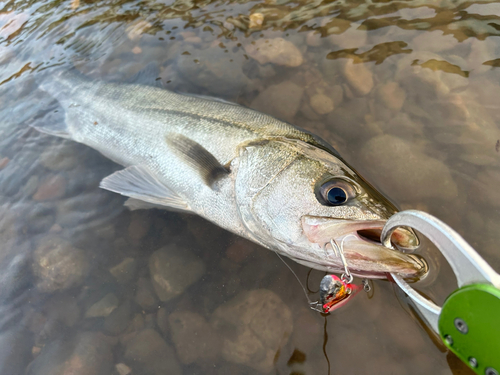 シーバスの釣果