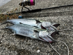 サゴシの釣果