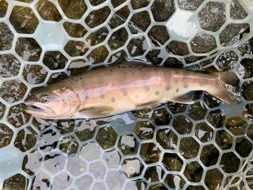 ヤマメの釣果