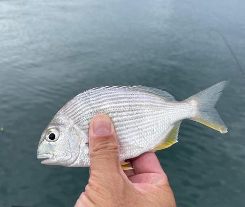 ヘダイの釣果