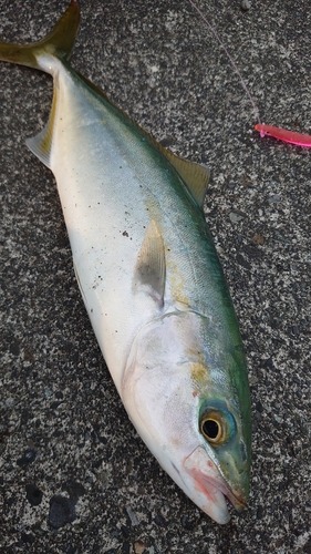 ワカシの釣果