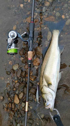 スズキの釣果