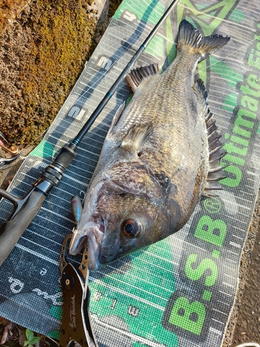 チヌの釣果