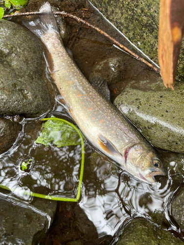 ブルックトラウトの釣果