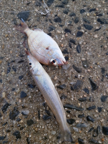 シロギスの釣果