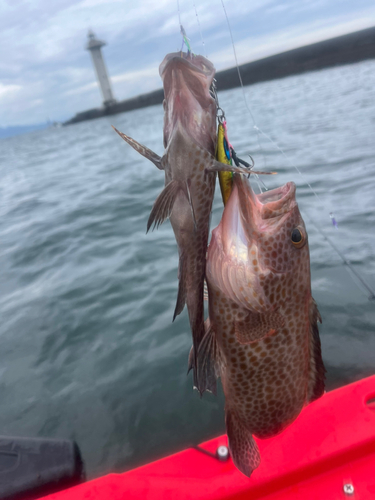 オオモンハタの釣果