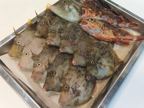 カワハギの釣果