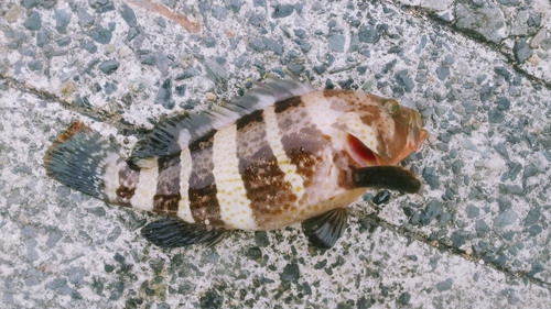 アオハタの釣果