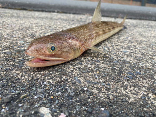 エソの釣果