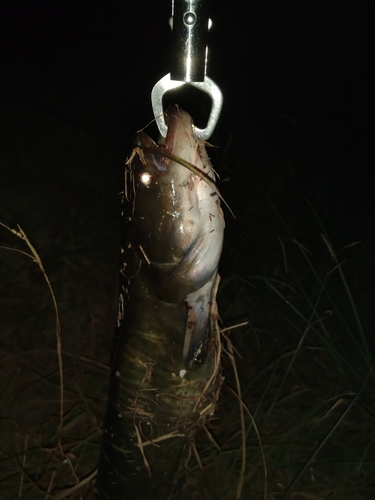 ナマズの釣果