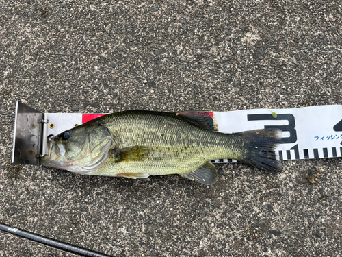 ブラックバスの釣果