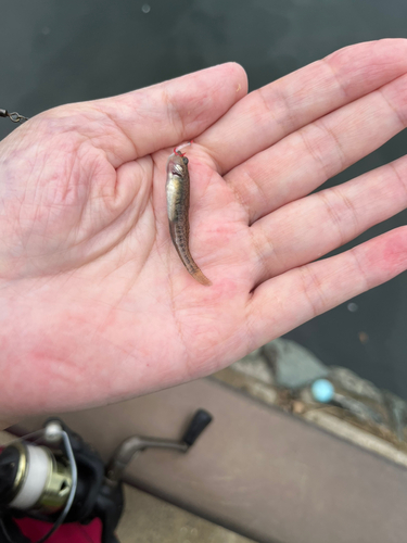 マハゼの釣果