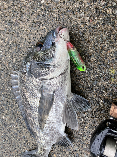 クロダイの釣果