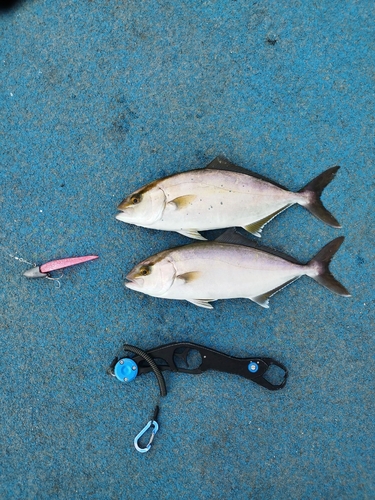 ショゴの釣果