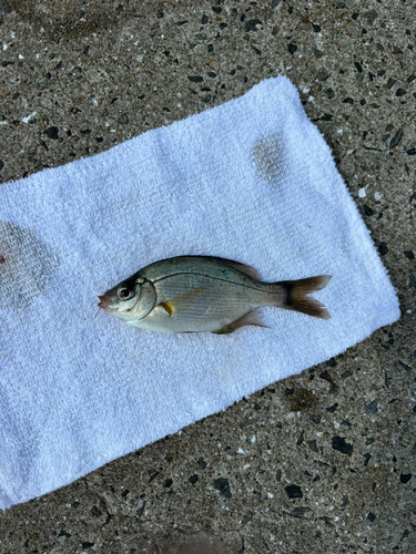 ウミタナゴの釣果