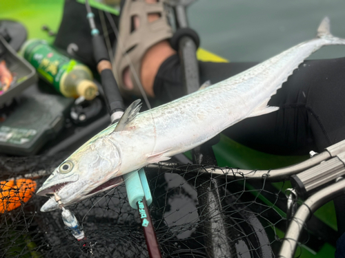 サゴシの釣果