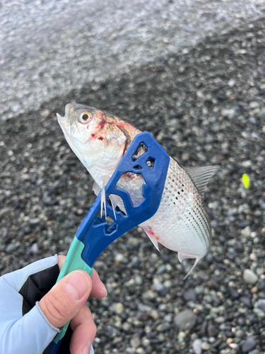 コノシロの釣果