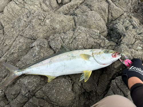 ヒラマサの釣果