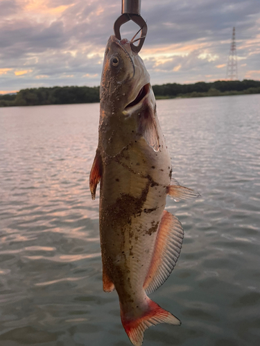 アメリカナマズの釣果