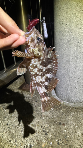 カサゴの釣果