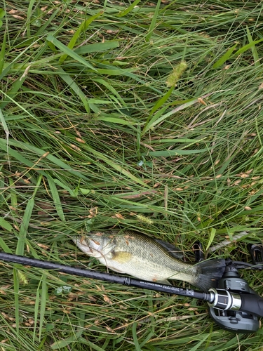 ブラックバスの釣果