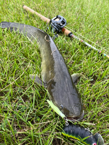 マナマズの釣果