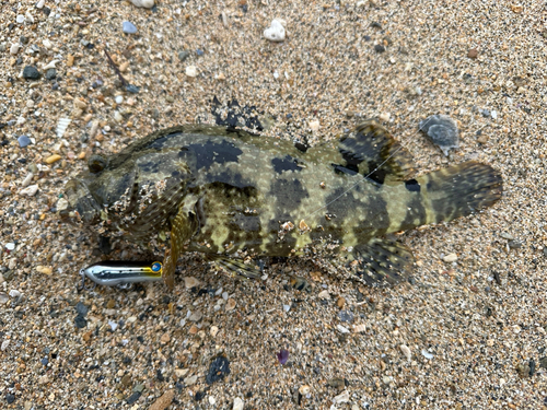 イシミーバイの釣果