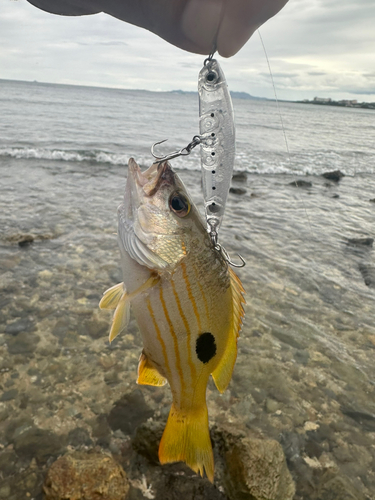 ヤマトビーの釣果