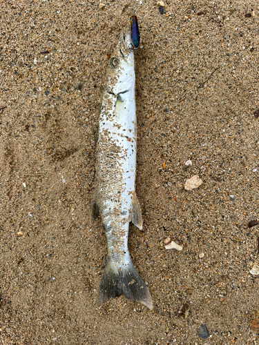 カマスの釣果