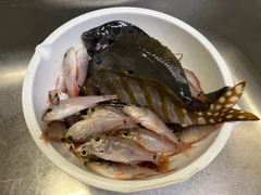 ネンブツダイの釣果