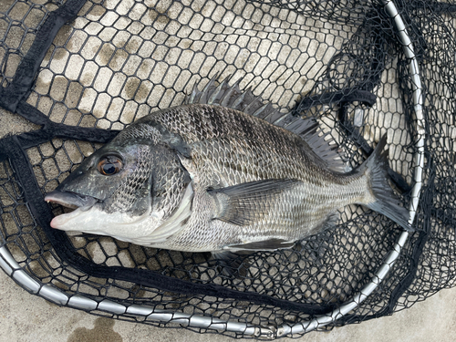 クロダイの釣果