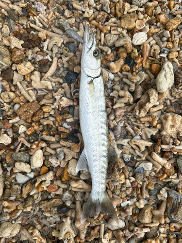 カマスの釣果