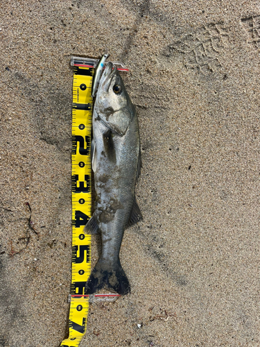 スズキの釣果