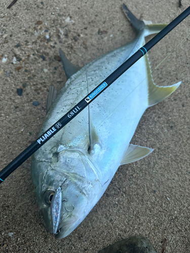 オニヒラアジの釣果