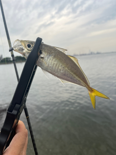 マアジの釣果