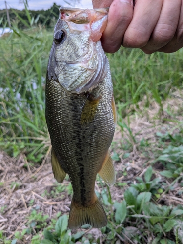 ブラックバスの釣果