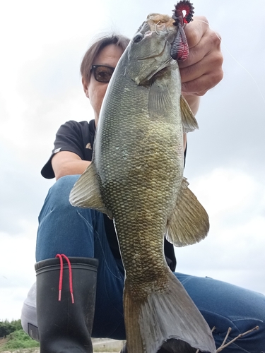 スモールマウスバスの釣果