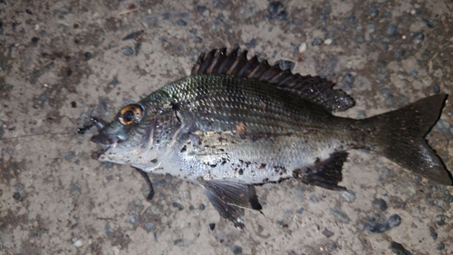 チヌの釣果